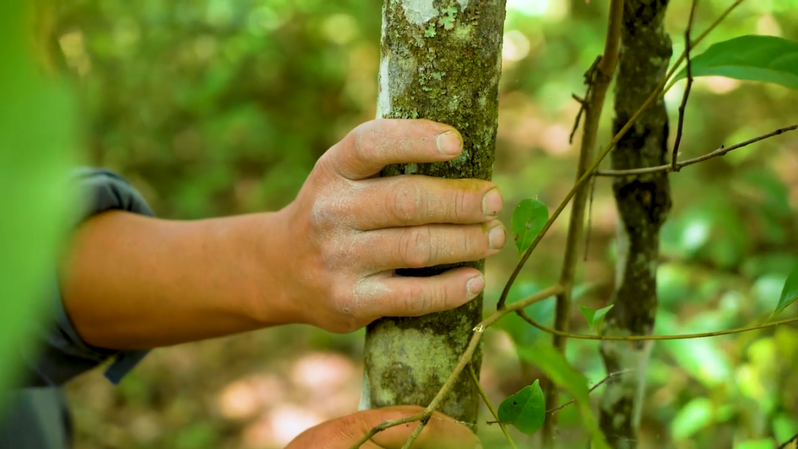 A hand clinging to a young tree.