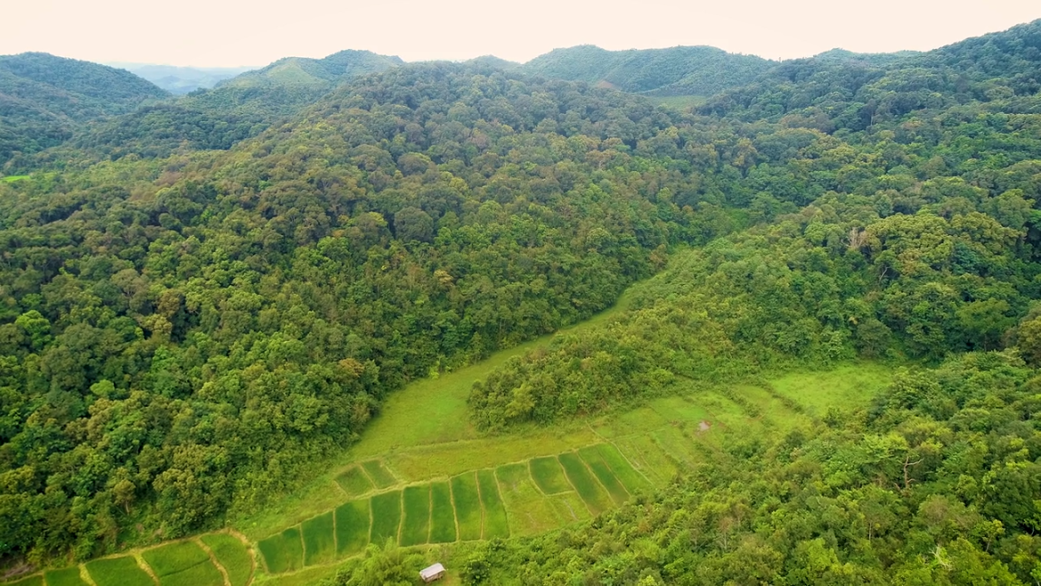 Aerial view of a rainforest