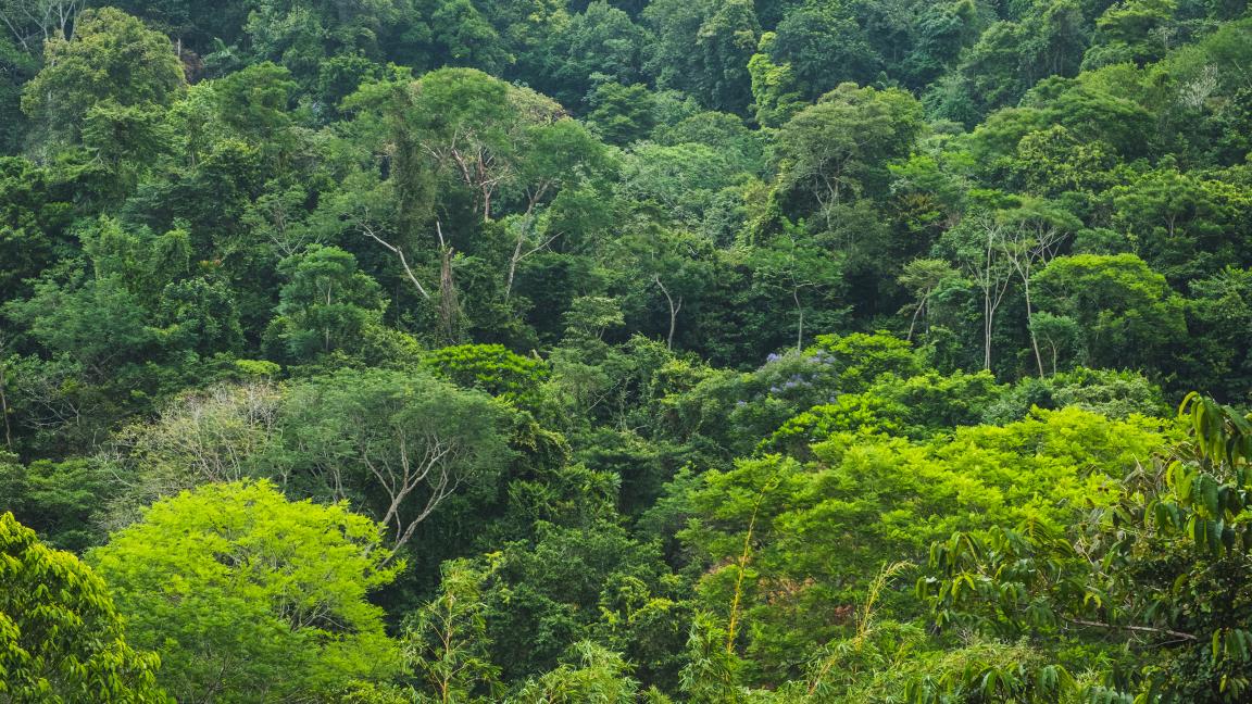 Dense tropical vegetation in the rainforest with various shades of green, featuring tall trees and thick undergrowth.