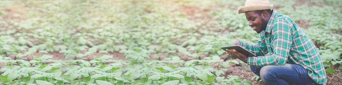 Ein Mann hockt in einem Feld und schaut auf ein Tablet
