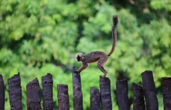 Artenvielfalt - Région Boeny