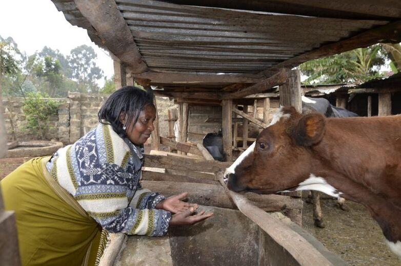 A farmer in Kenya stands in a stable with one of her cattle.