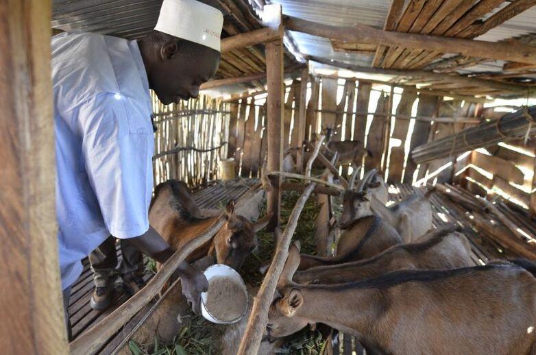 A farmer in Kenya feeds goats in a barn.