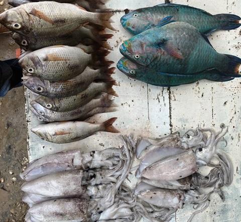 Fish and squid are lined up on a table.