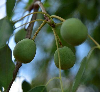 Marula fruit on a tree.
