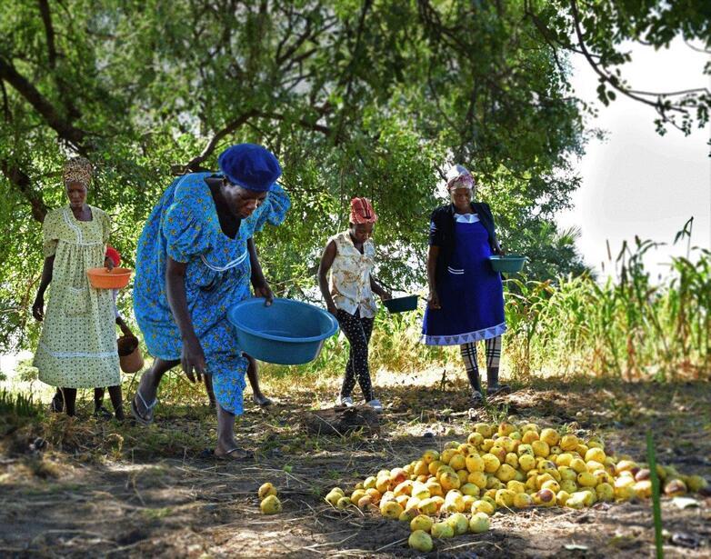 Women collecting marula fruit from the ground.