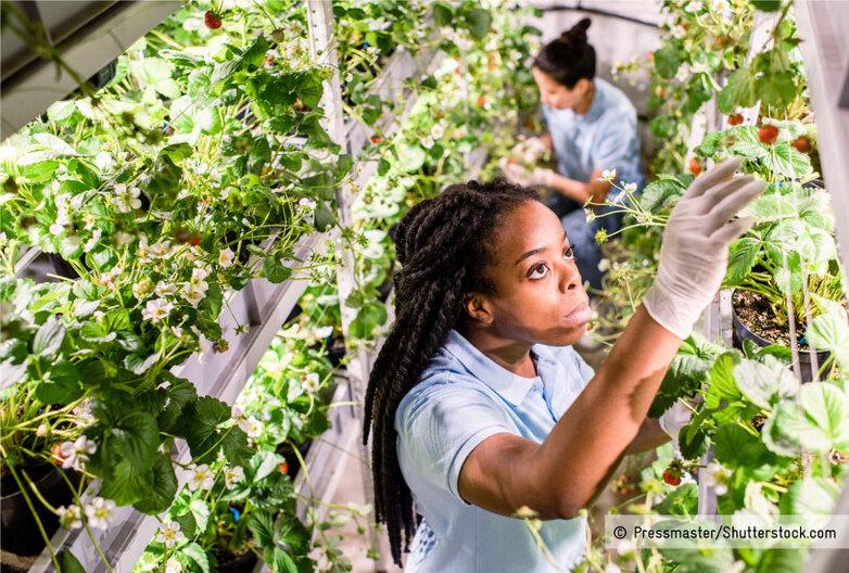 Women harvest strawberries in a closed cultivation system