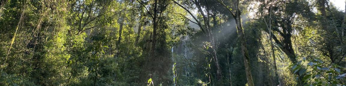 Zona forestal del Bosque Atlántico en la provincia de Misiones en Argentina.