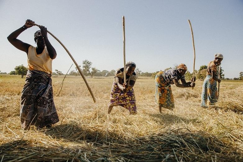 Femmes battant du riz dans un champ.