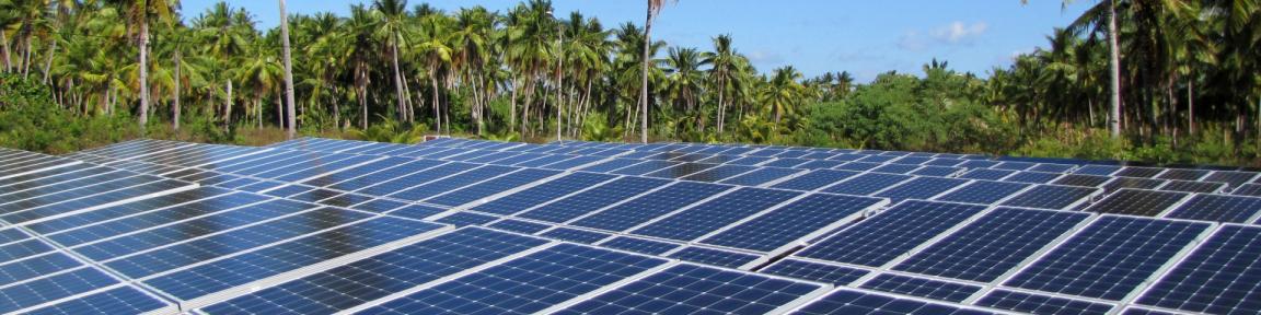 Mehrere Reihen Solarkollektoren im Globalen Süden mit Palmen im Hintergrund.