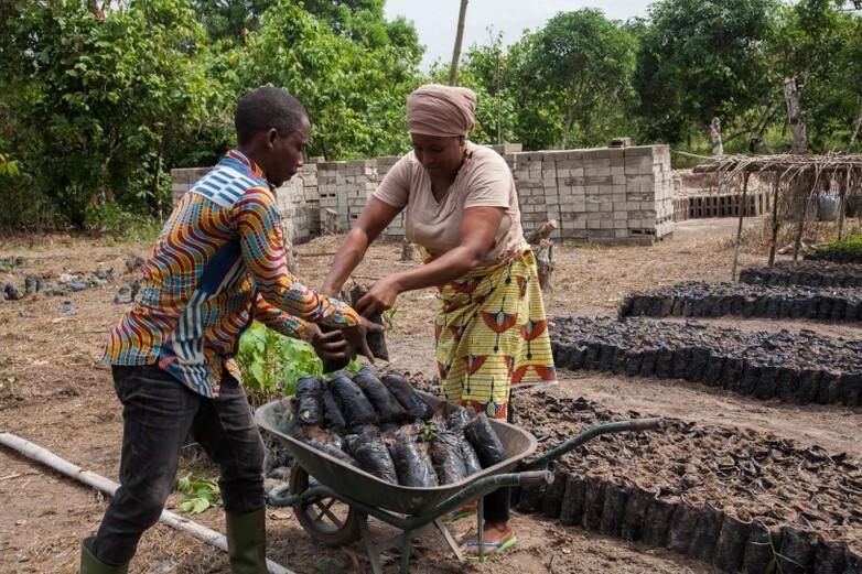 Two people lifting seedlings from a wheelbarrow in a tree nursery in the Soubré department.