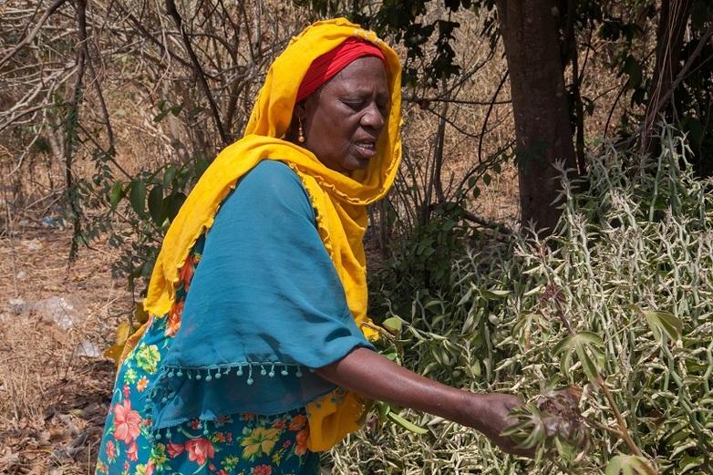 A woman harvesting medicinal plants in Kafou.