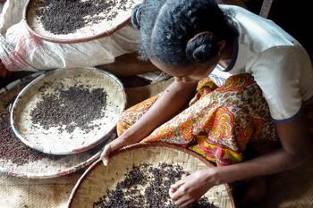 Une femme de l’Atsimo-Atsinanana trie le poivre sauvage. (© GIZ/Isabell Kiener)