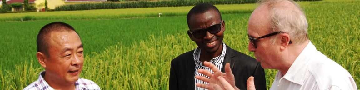 来自德国、中国和尼日利亚的三位专家在稻田里交谈