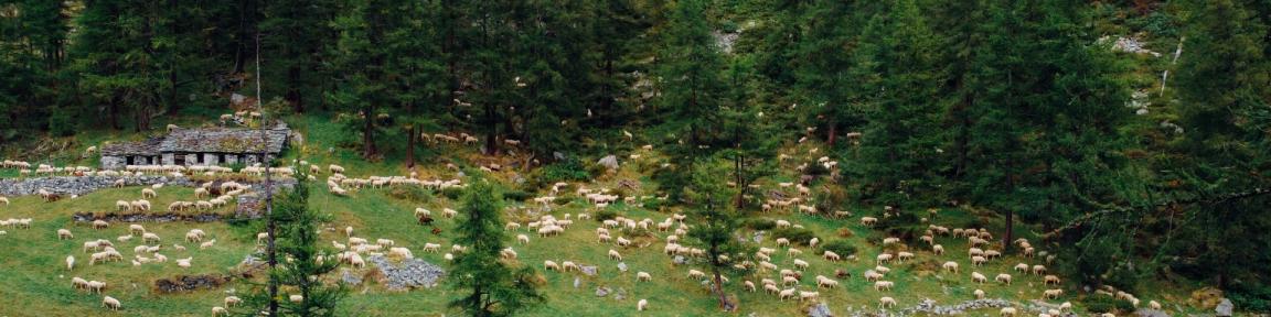 Eine grüne Landschaft mit vielen Schafen.