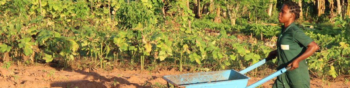 Eine Person schiebt eine Schubkarre.