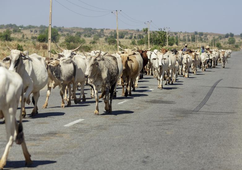 A herd of zebus on a road in a rural area.