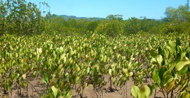 Mangrovenseide Region DIANA cc