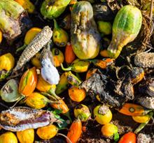 México. Residuos orgánicos municipales. © GIZ