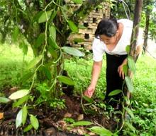 mx-sierra-madre-pflanzen