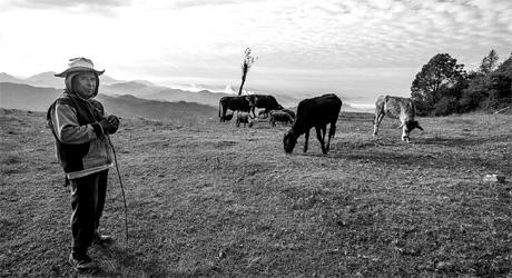 mx-sierra-madre-viehzuechte