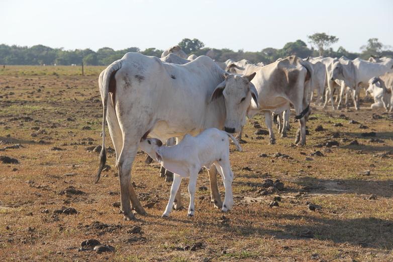 vacas vichada (c) sebastian sunderhaus giz 2019