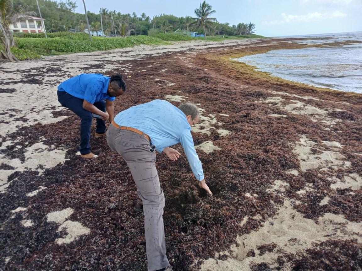 Two men inspect large quantities of algae lying on a beach.