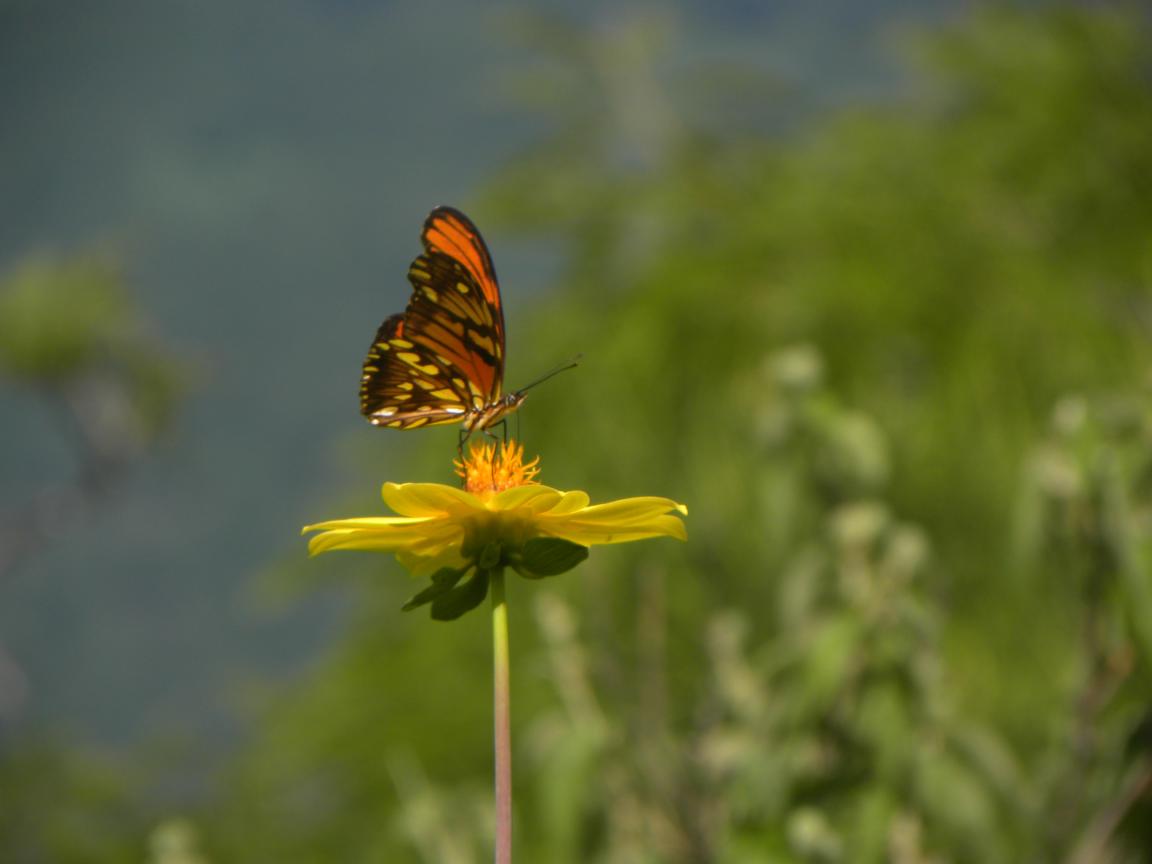 Ein Schmetterling sitzt auf einer Blume und entfaltet seine bunten Flügel in der Sonne.