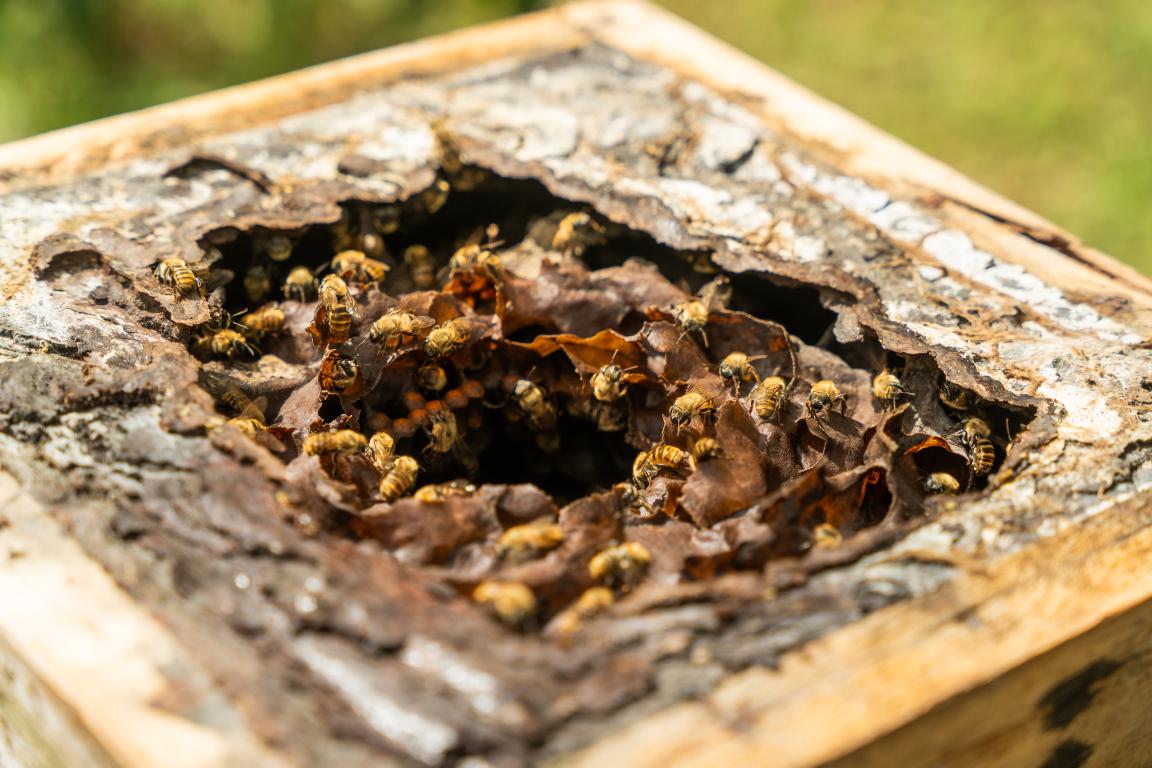 Ein Bienenstock in einer Holzkiste mit einem Loch, das den Zugang für die Bienen ermöglicht.