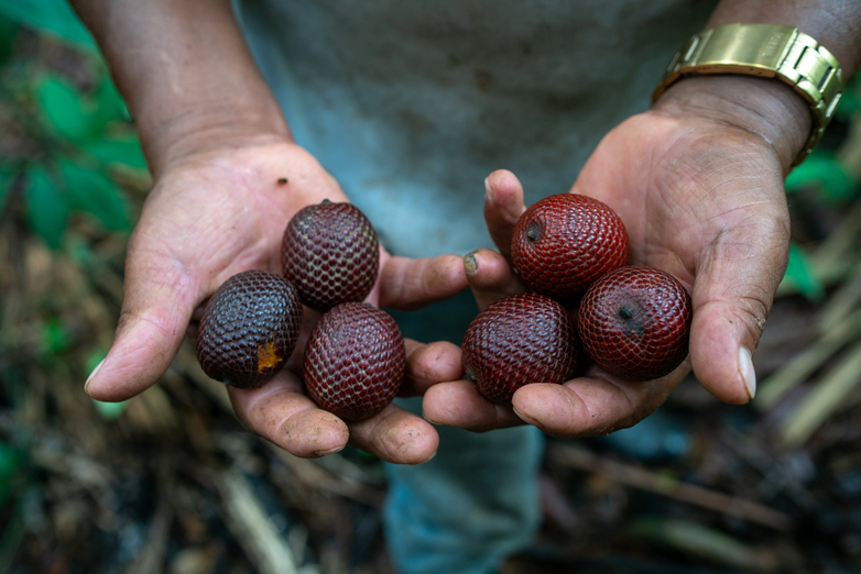 Hände halten Früchte der Buriti-Palme.