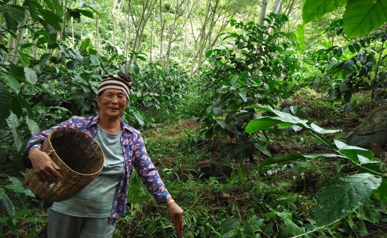 Eine Frau mit einem Korb steht auf einer üppigen agroforstlichen Kaffeefarm, umgeben von vielfältigem Gebüsch und höheren Bäumen.