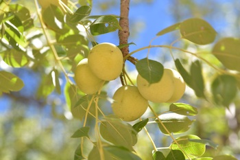 Nahaufnahme einer Marula-Frucht.