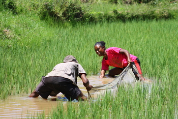 Zwei Personen fangen Fische in einem gefluteten Reisfeld in Madagaskar.