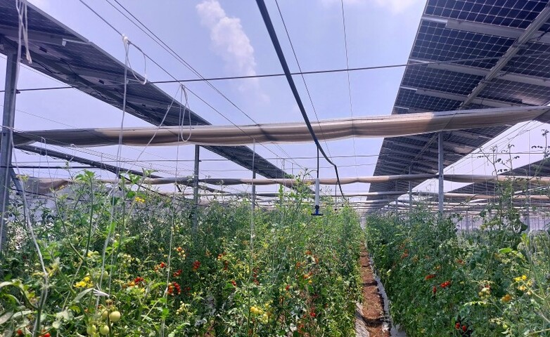 Tomatenpflanzen wachsen unter Solarmodulen auf einer innovativen landwirtschaftlichen Solarfarm in Indien.