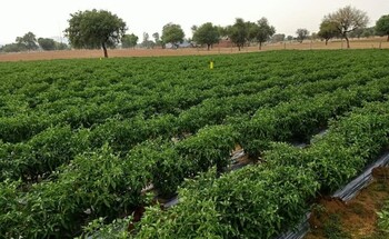 Gepflegte Reihen üppiger Gemüsepflanzen auf einem Feld in Karnal (Haryana, Indien), im Hintergrund Bäume unter bewölktem Himmel. 