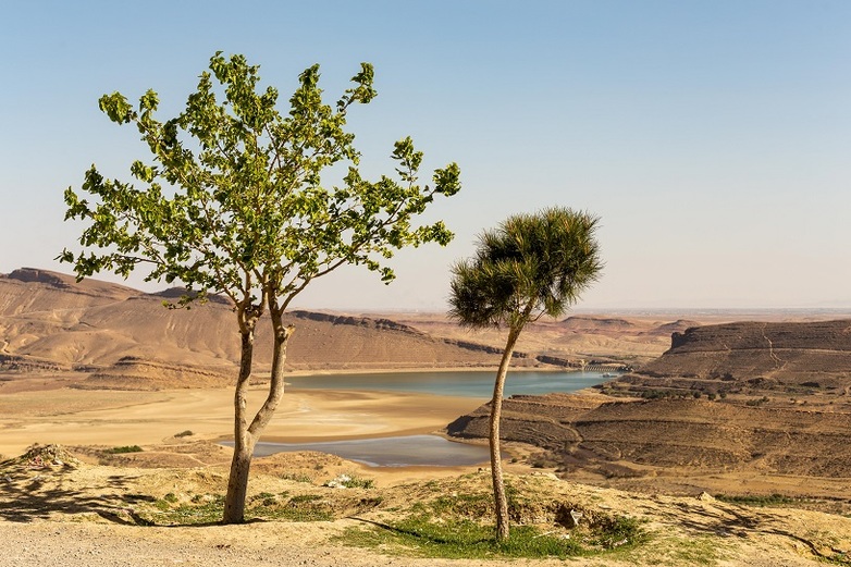 Eine trockene Landschaft mit zwei Wüstenbäumen und kleinen Seen im Hintergrund in der Pilotregion Djelfa.