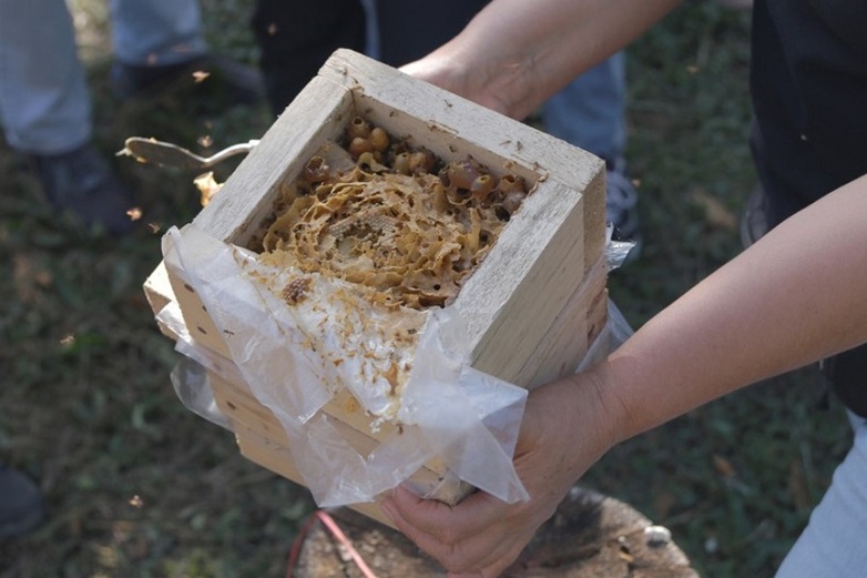 Eine Person hält einen Kasten für die Zucht von stachellosen Bienen.