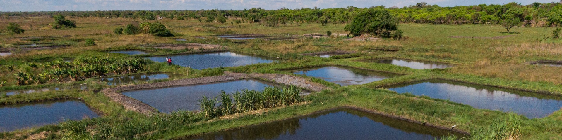 Fischteiche in Zambia.