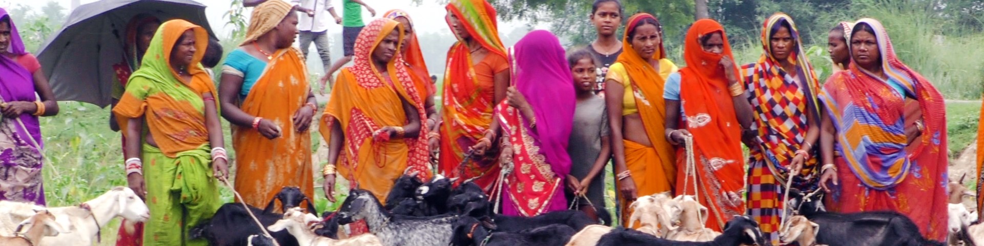 In einer ländlichen Gegend in Darbhanga (Bihar, Indien) stehen Frauen in traditionellen, farbenfrohen Saris mit Ziegen im Freien. 