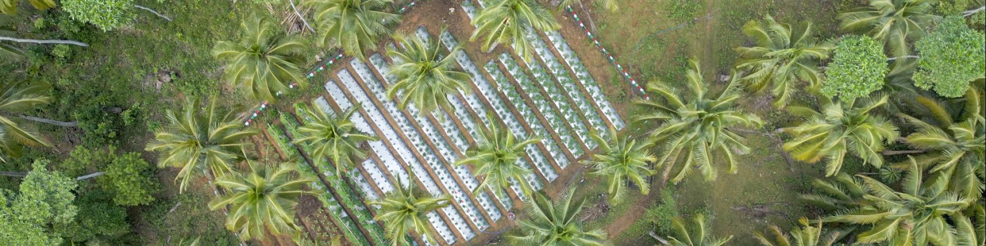 Luftaufnahme eines gemischten landwirtschaftlichen Betriebs mit Gemüsebeetreihen und Kokospalmen als Beispiel für effiziente Landnutzung und ökologisch nachhaltigen Anbau in tropischem Umfeld. 