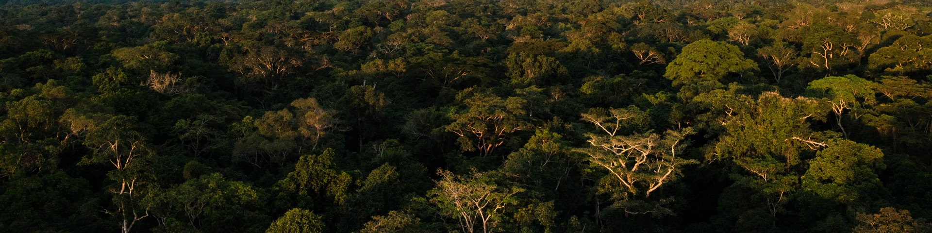 Luftaufnahme von Wäldern im Yangambi Nationalpark in der Demokratischen Republik Kongo.