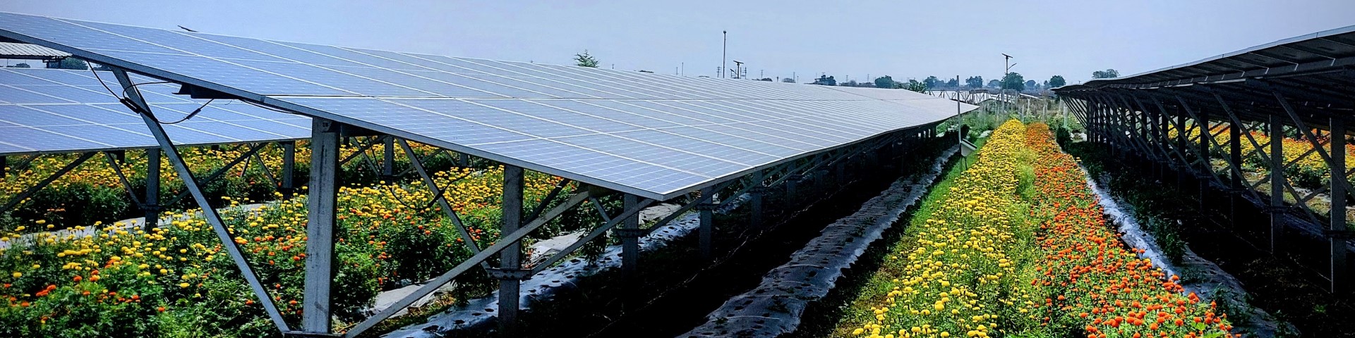 Blumenreihen blühen auf einer landwirtschaftlichen Fläche mit Solarmodulen in Indien.