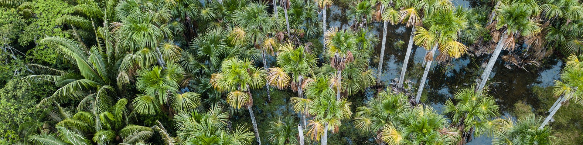 Blick von oben auf einen forstwirtschaftlich genutzten Wald im Amazonasgebiet.