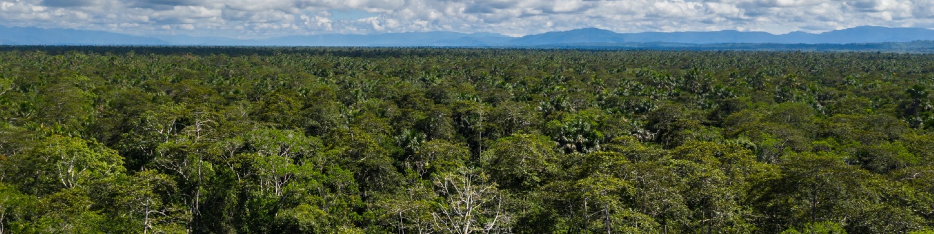 Eine Luftaufnahme zeigt die Baumkronen des Amazonasregenwaldes in Peru.