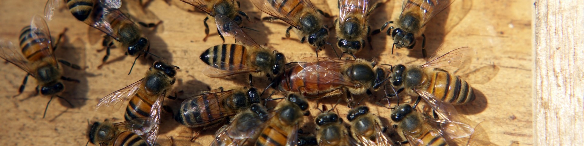 Honigbienen