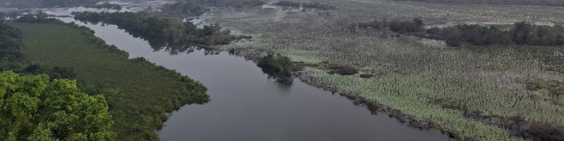 Grüne Landschaft mit Fluss, erholt sich von Brandschäden.