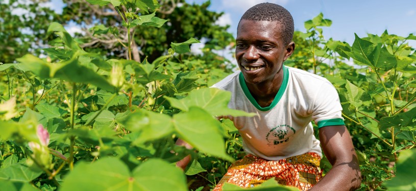 Ein lachender Baumwollbauer in Benin kniet zwischen grünen Baumwollpflanzen auf einem Feld.