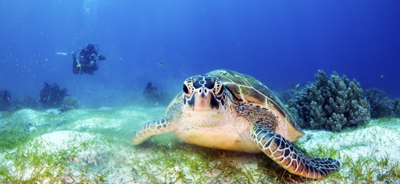 Eine Wasserschildkröte am Meeresgrund mit einem tauchenden Menschen im Hintergrund.