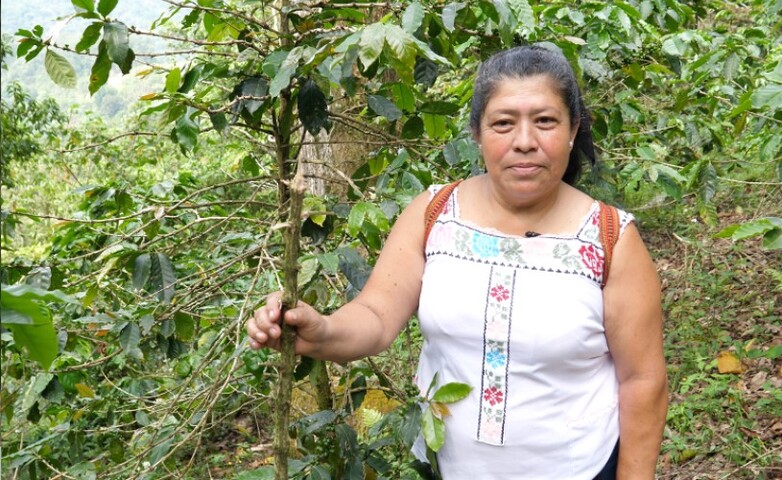 Eine Frau steht auf einer Kaffeeplantage in Puebla, Mexiko, und hält eine Kaffeepflanze.