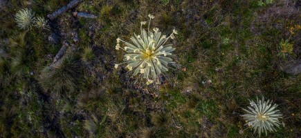  Eine Gruppe weißer Blumen, die im grünen Gras wächst.